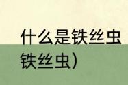 什么是铁丝虫（家里为啥会有这么多铁丝虫）