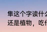 隼这个字读什么（隼读什么，是动物还是植物，吃什么）