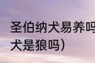 圣伯纳犬易养吗?会不会很凶（圣伯纳犬是狼吗）