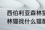 西伯利亚森林猫好养吗（西伯利亚森林猫找什么猫配最好）