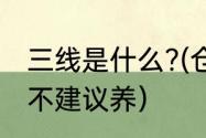 三线是什么?(仓鼠)（三线仓鼠为什么不建议养）