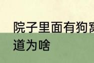 院子里面有狗窝,可是狗狗不进去不知道为啥