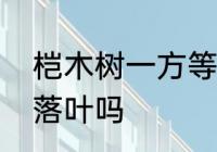 桤木树一方等于多少吨　桤木树冬天落叶吗