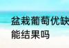 盆栽葡萄优缺点　盆栽葡萄养在室内能结果吗