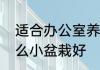 适合办公室养的小盆栽　办公室养什么小盆栽好