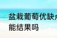 盆栽葡萄优缺点　盆栽葡萄养在室内能结果吗