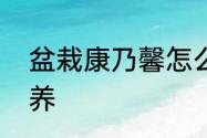 盆栽康乃馨怎么养　盆栽康乃馨怎么养