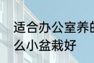 适合办公室养的小盆栽　办公室养什么小盆栽好