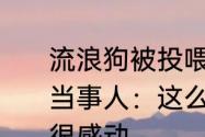 流浪狗被投喂后跑5公里外等待恩人 当事人：这么冷的天它一直在那等，很感动