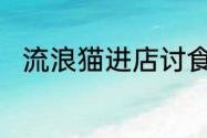 流浪猫进店讨食被老板当贵客招待