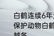 白鹤连续6年湖北赤壁过冬 国家一级保护动物白鹤已连续第六年在东港湖越冬