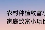 农村种植致富小项目　在农村实用的家庭致富小项目