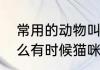 常用的动物叫声拟声词有什么　为什么有时候猫咪的叫声很像说人话