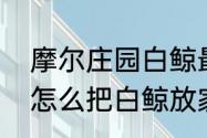 摩尔庄园白鲸最重多少吨　摩尔庄园怎么把白鲸放家里