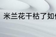 米兰花干枯了如何救治　养米兰禁忌