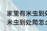 家里有米虫到处爬怎么根除　家里有米虫到处爬怎么根除