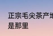 正宗毛尖茶产地是哪里　毛尖茶产地是那里