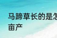 马蹄草长的是怎么样子呢　马蹄草一亩产