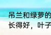 吊兰和绿萝的区别　绿萝吊兰怎么养长得好，叶子才绿油油的