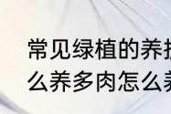 常见绿植的养护与注意事项　多肉怎么养多肉怎么养