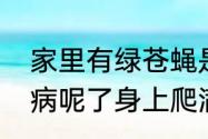 家里有绿苍蝇是怎么回事　小动物生病呢了身上爬满了绿头苍蝇会死吗