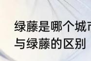 绿藤是哪个城市的别称　千金藤红藤与绿藤的区别