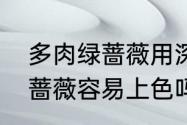 多肉绿蔷薇用深盆还是浅盆　多肉绿蔷薇容易上色吗