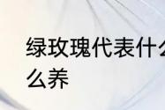 绿玫瑰代表什么呢　苏格兰绿玫瑰怎么养