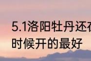 5.1洛阳牡丹还在开吗　洛阳牡丹什么时候开的最好