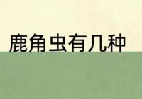 鹿角虫有几种　鹿角虫巢穴有啥东西