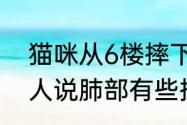 猫咪从6楼摔下吐血路人送医救治 主人说肺部有些挫伤