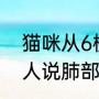 猫咪从6楼摔下吐血路人送医救治 主人说肺部有些挫伤