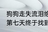 狗狗走失流泪绝食网友合力找主人 在第七天终于找到了主人