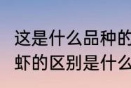 这是什么品种的鳌虾?克氏蓝鳌，龙纹虾的区别是什么　观赏鳌虾品种