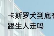 卡斯罗犬到底有多可怕　卡斯罗犬会跟生人走吗