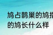 鸠占鹊巢的鸠指的是什么　鸠占鹊巢的鸠长什么样