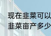 现在韭菜可以大棚育苗吗　大棚种植韭菜亩产多少公斤