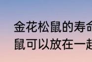 金花松鼠的寿命是多长　两只金花松鼠可以放在一起养吗