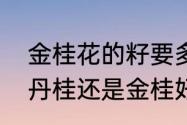 金桂花的籽要多长时间发芽　院子栽丹桂还是金桂好