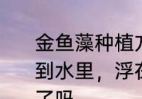 金鱼藻种植方法　金鱼藻买来直接扔到水里，浮在水面上，这样就可以养了吗