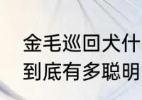 金毛巡回犬什么意思　金毛寻回猎犬到底有多聪明