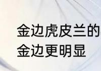 金边虎皮兰的花语　如何让虎皮兰的金边更明显