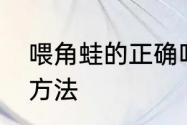 喂角蛙的正确吃法　角蛙的正确喂养方法