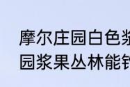 摩尔庄园白色浆果出现时间　摩尔庄园浆果丛林能钓什么鱼