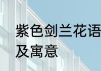 紫色剑兰花语代表什么　剑叶的花语及寓意