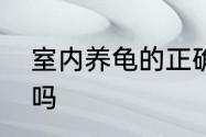 室内养龟的正确方法　在家养龟可以吗