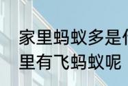 家里蚂蚁多是什么原因　为什么房间里有飞蚂蚁呢