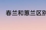 春兰和蕙兰区别　春兰和蕙兰区别