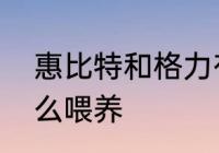 惠比特和格力有什么区别　惠比特怎么喂养