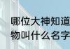 哪位大神知道这个叶子黄绿相间的植物叫什么名字　什么叶什么花的成语